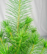 Pinus pinea o Pino domestico
