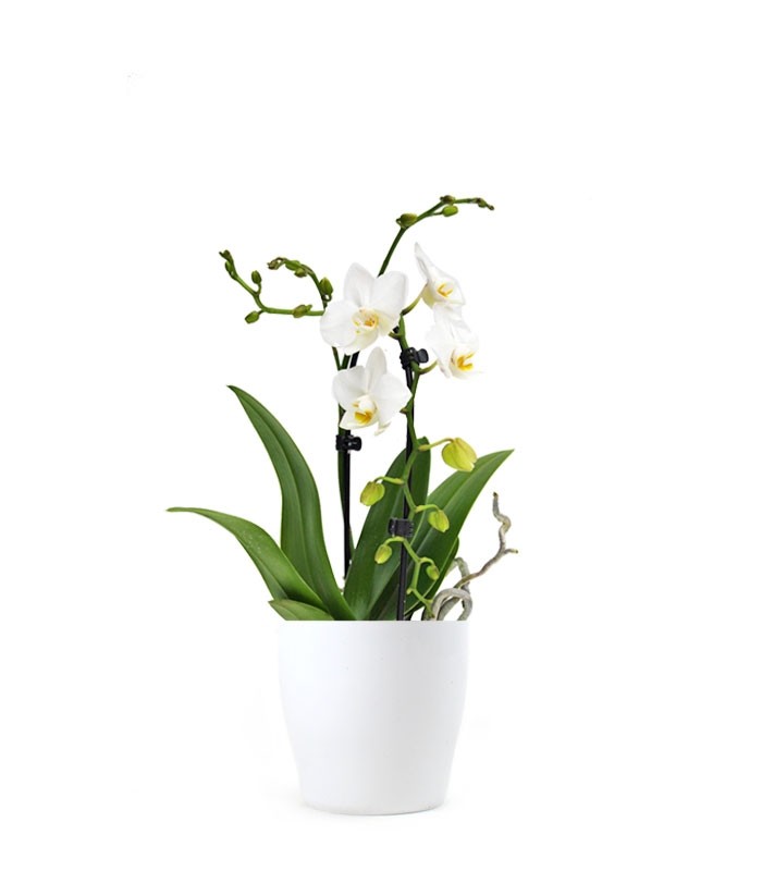 Orchidea Arco | Fiore bianco 