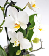 Orchidea Arco | Fiore bianco 