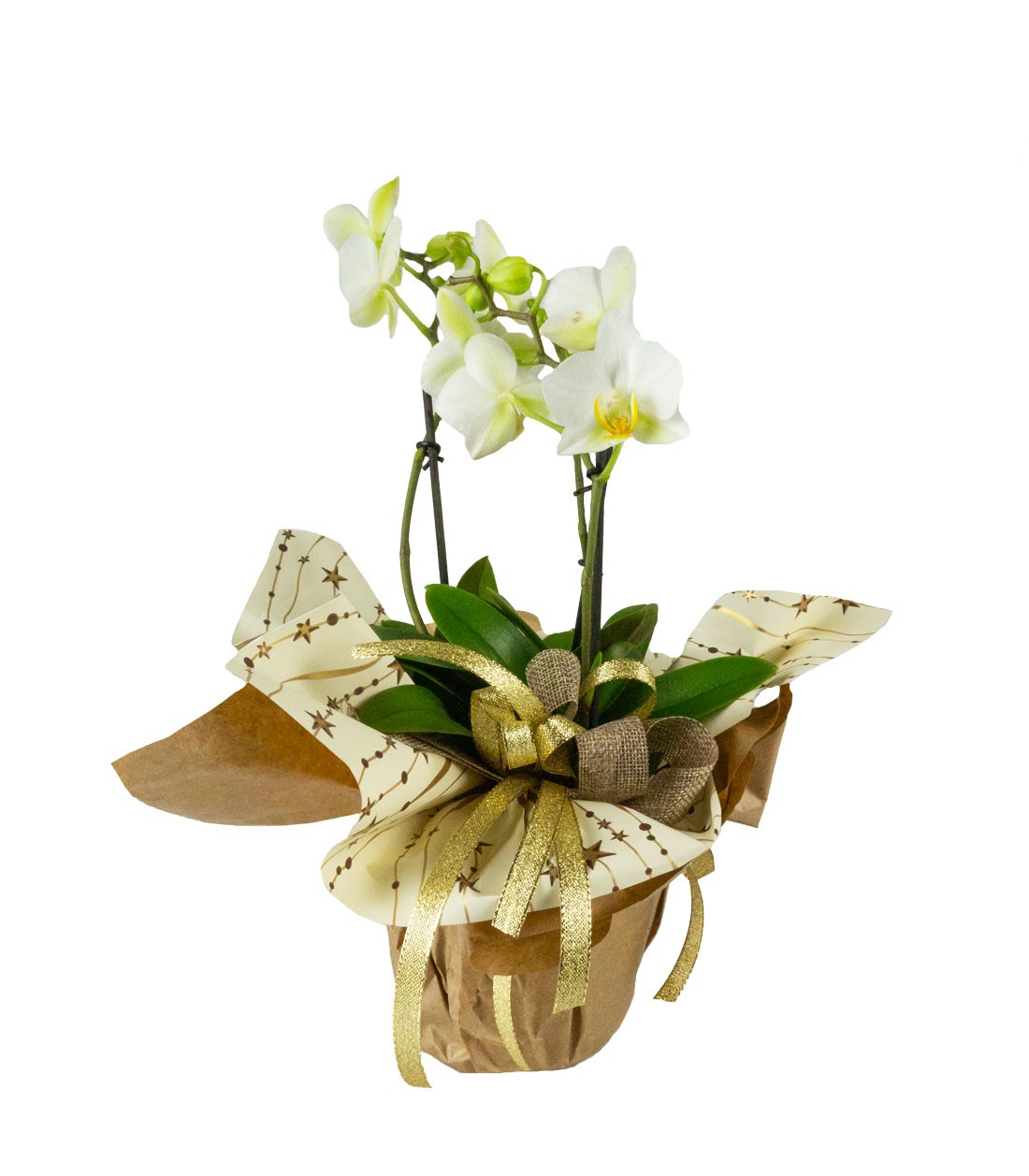Orchidea Arco | Fiore bianco 