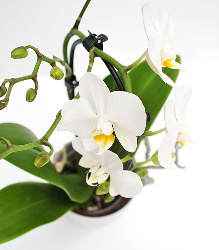 Orchidea Arco | Fiore bianco 