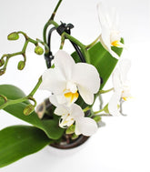 Orchidea Arco | Fiore bianco 