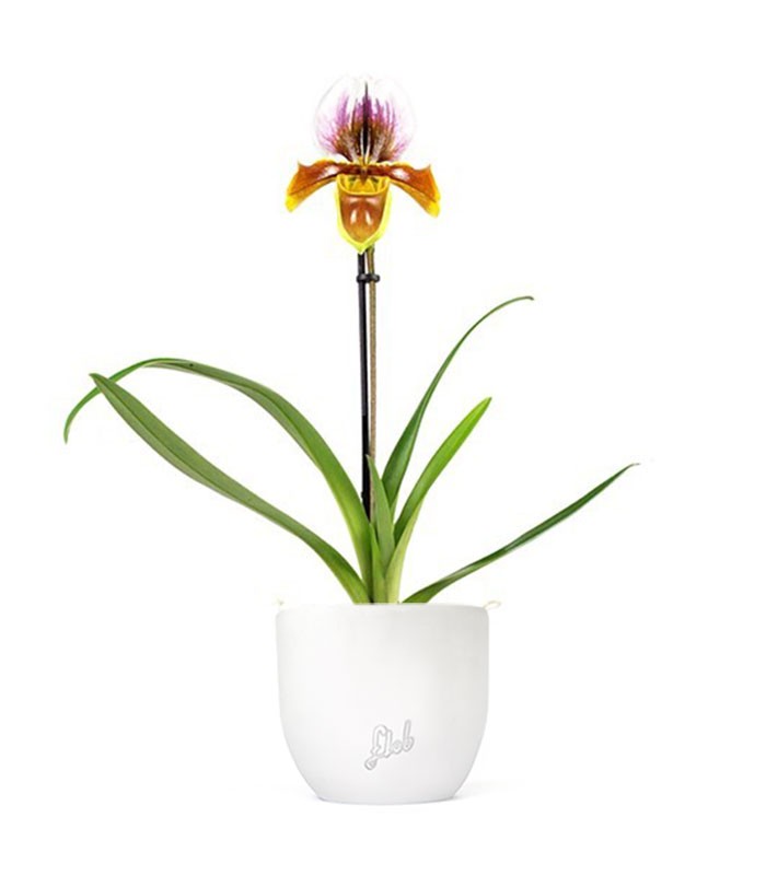 Paphiopedilum