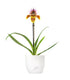 Paphiopedilum