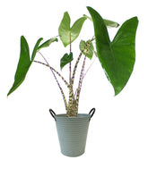 Alocasia Zebrina vaso 17