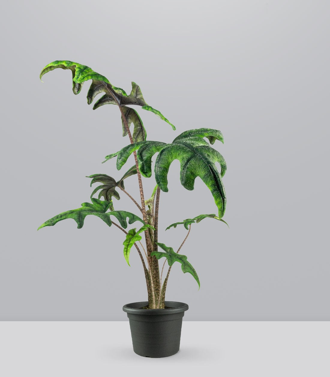 Alocasia Jacklin