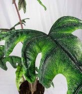 Alocasia Jacklin