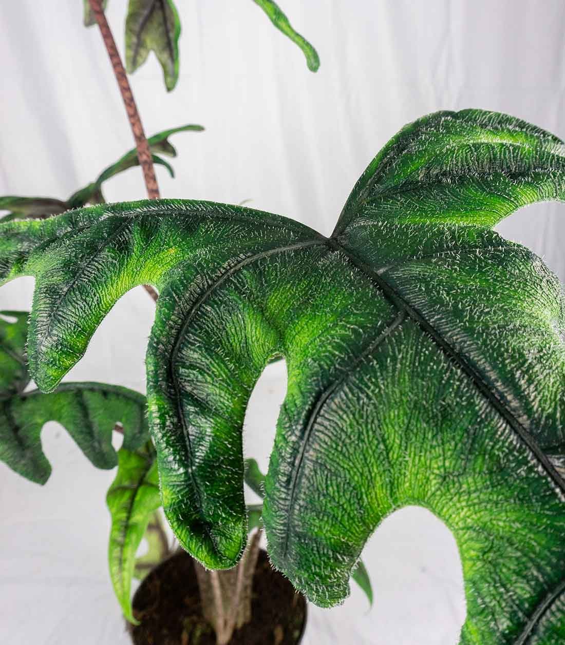 Alocasia Jacklin
