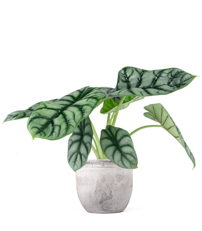 Alocasia Dragon Scale | Baginda
