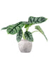 Alocasia Dragon Scale | Baginda