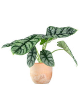 Alocasia Dragon Scale | Baginda