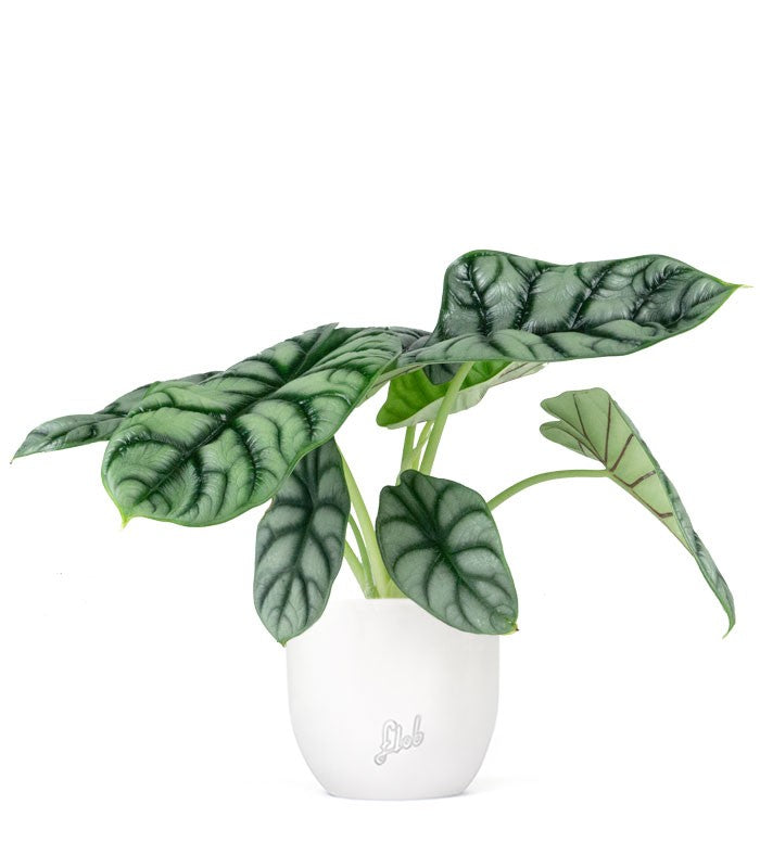 Alocasia Dragon Scale | Baginda