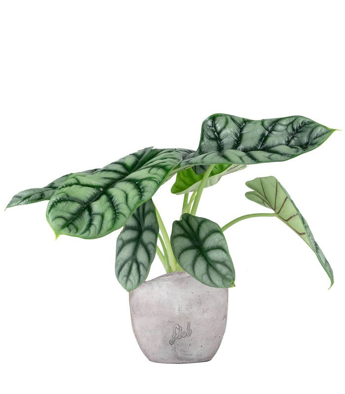 Alocasia Dragon Scale | Baginda