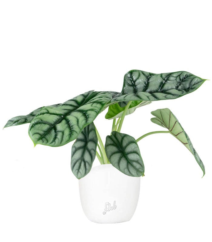 Alocasia Dragon Scale | Baginda