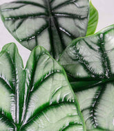 Alocasia Dragon Scale | Baginda