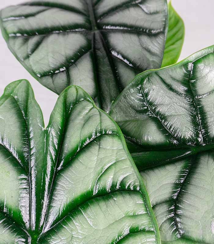 Alocasia Dragon Scale | Baginda