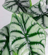 Alocasia Dragon Scale | Baginda