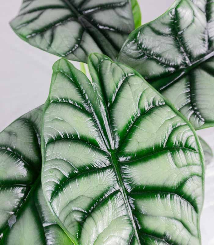 Alocasia Dragon Scale | Baginda