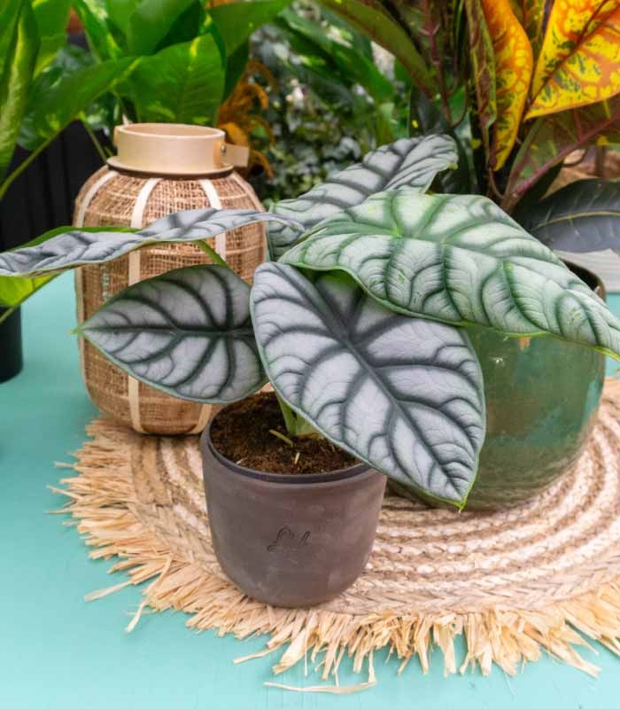 Alocasia Dragon Scale | Baginda