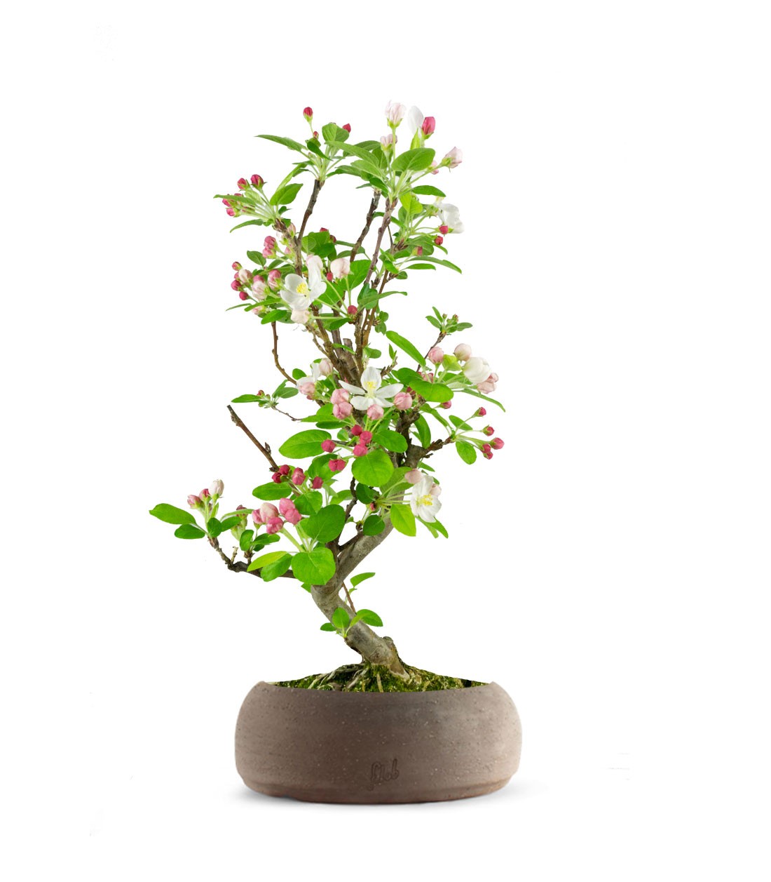 Melo bonsai 7 anni