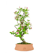 Melo bonsai 7 anni