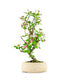Melo bonsai 7 anni