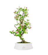 Melo bonsai 7 anni