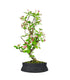Melo bonsai 7 anni