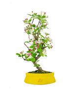 Melo bonsai 7 anni