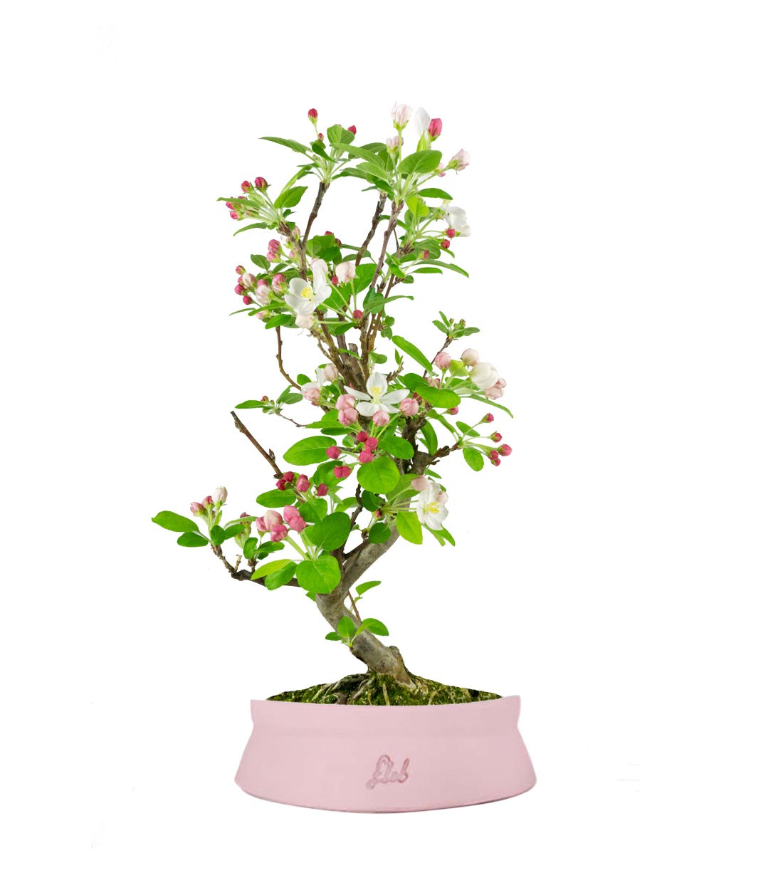 Melo bonsai 7 anni