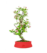 Melo bonsai 7 anni