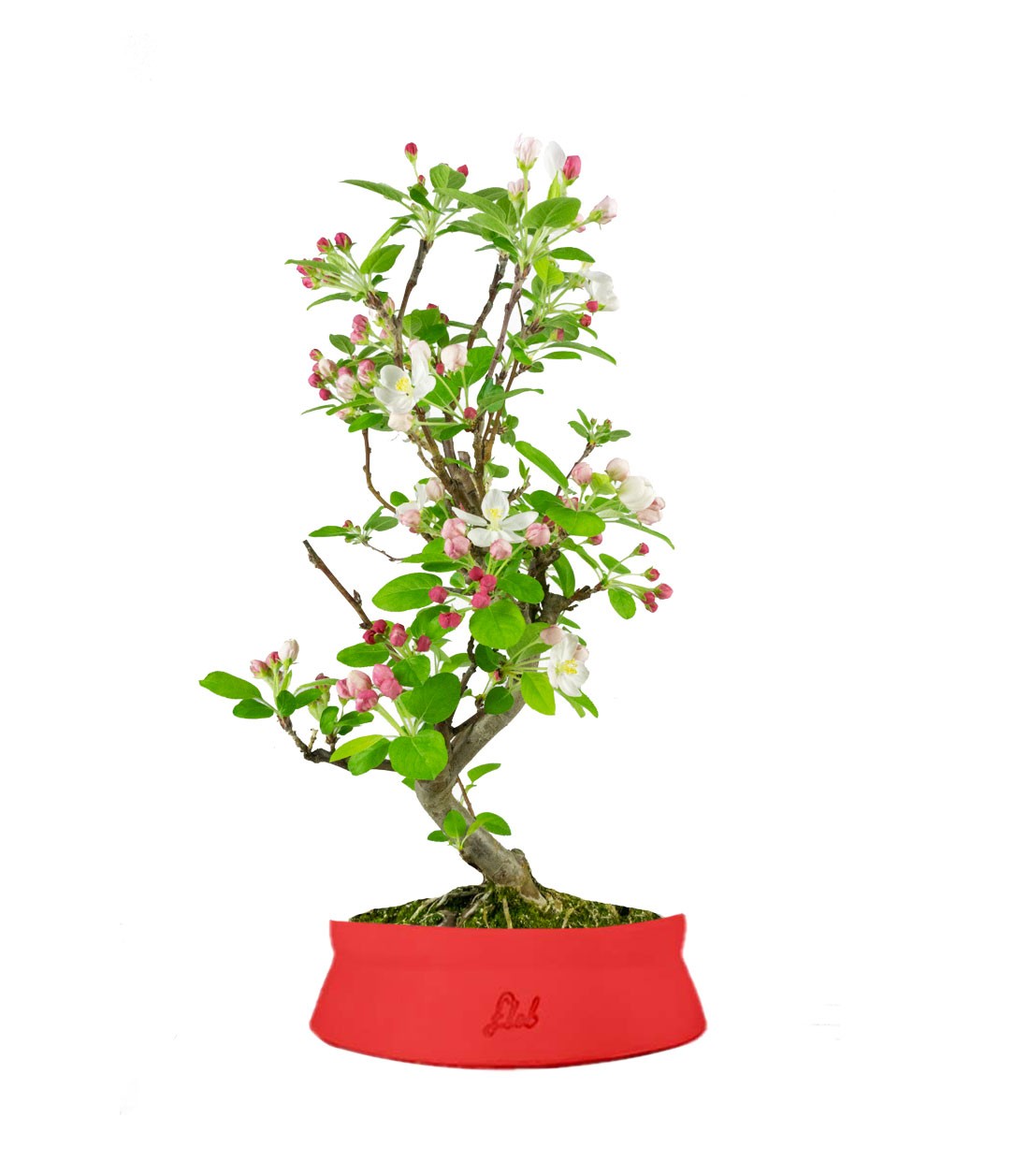 Melo bonsai 7 anni