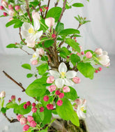 Melo bonsai 7 anni