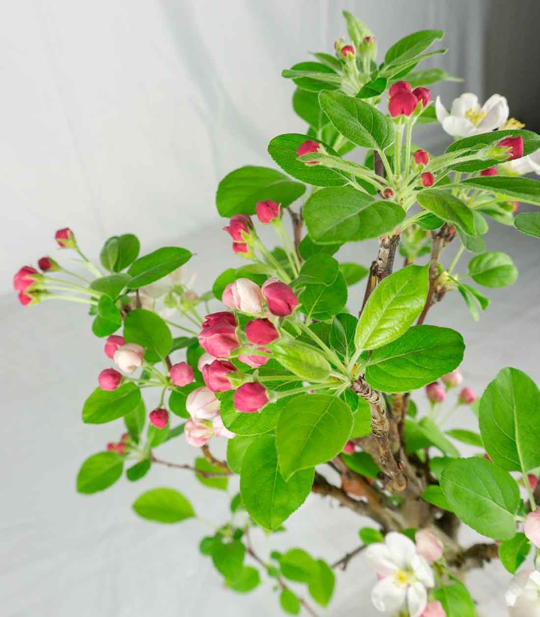 Melo bonsai 7 anni