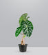 Alocasia Pink Dragon vaso 17