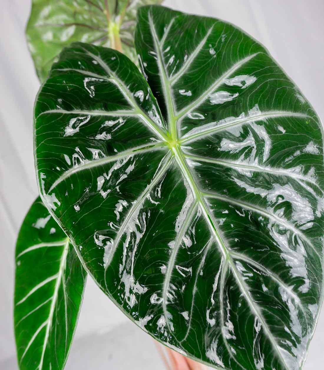 Alocasia Pink Dragon vaso 17