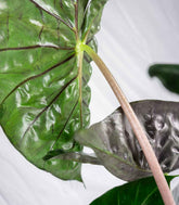 Alocasia Pink Dragon vaso 17