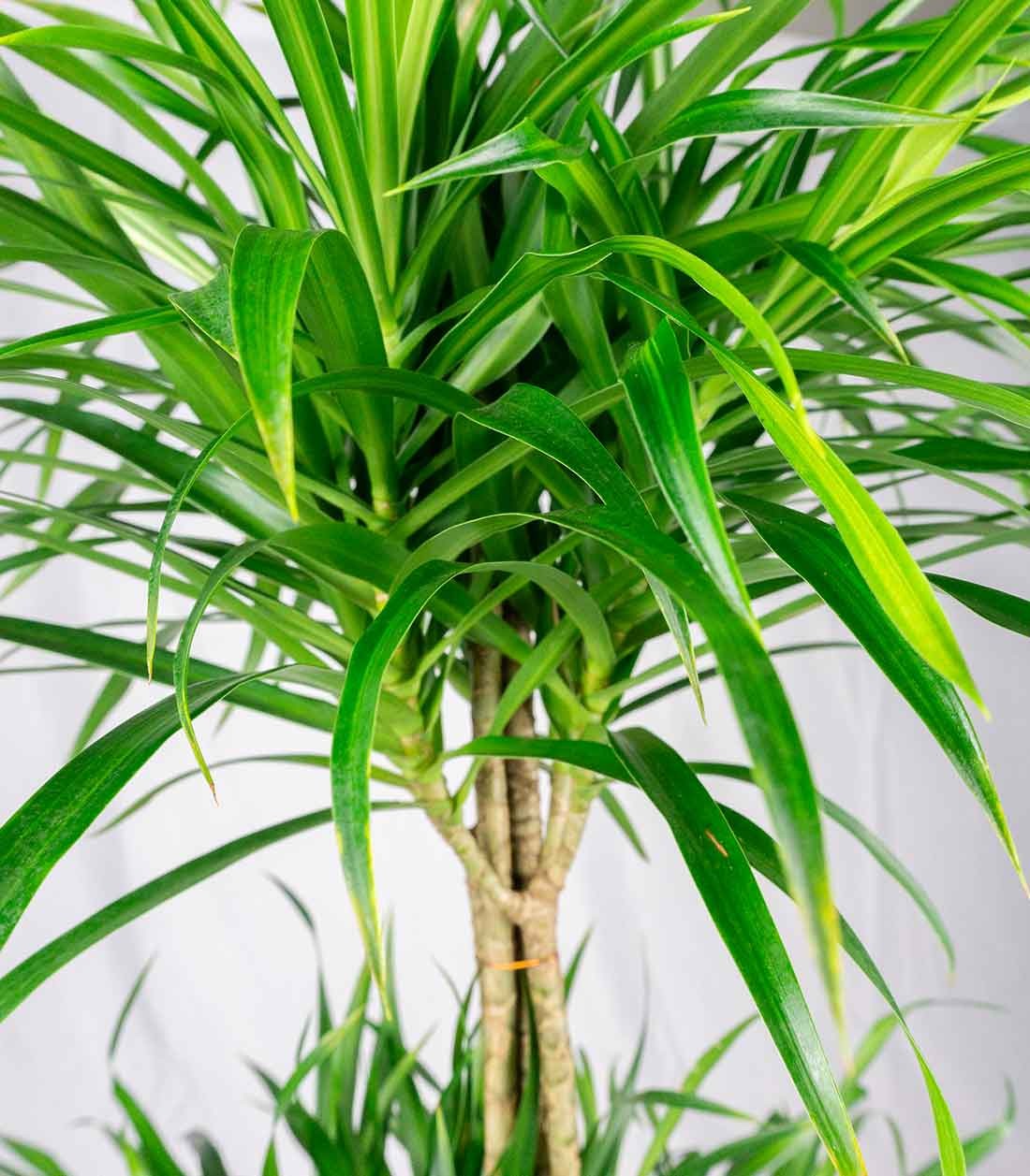 Dracena reflexa | 120 cm