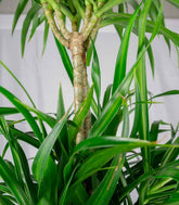 Dracena reflexa | 120 cm