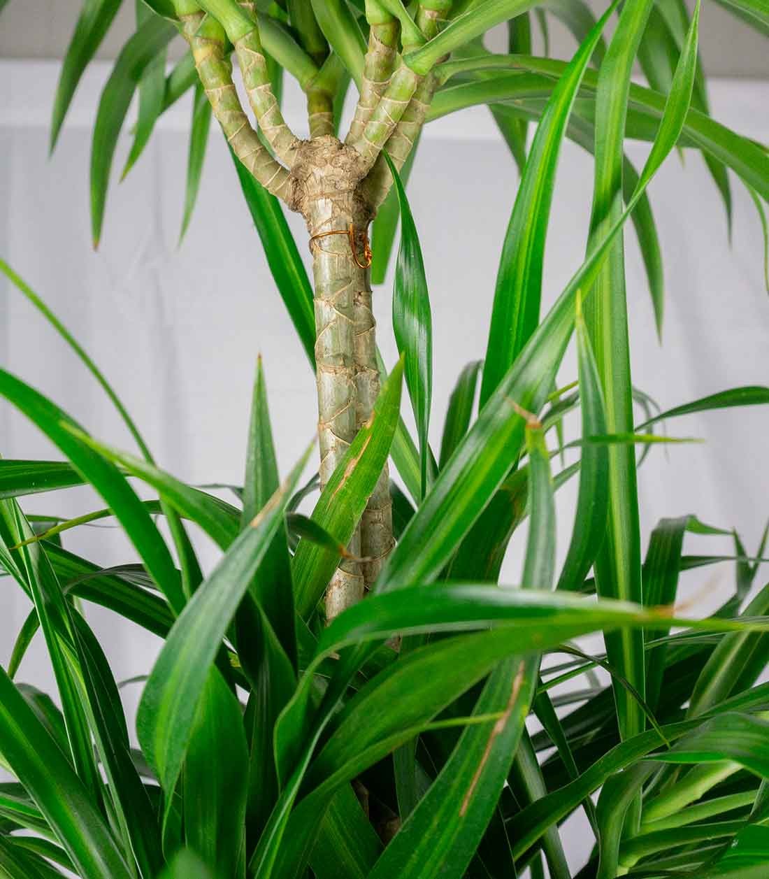 Dracena reflexa | 120 cm