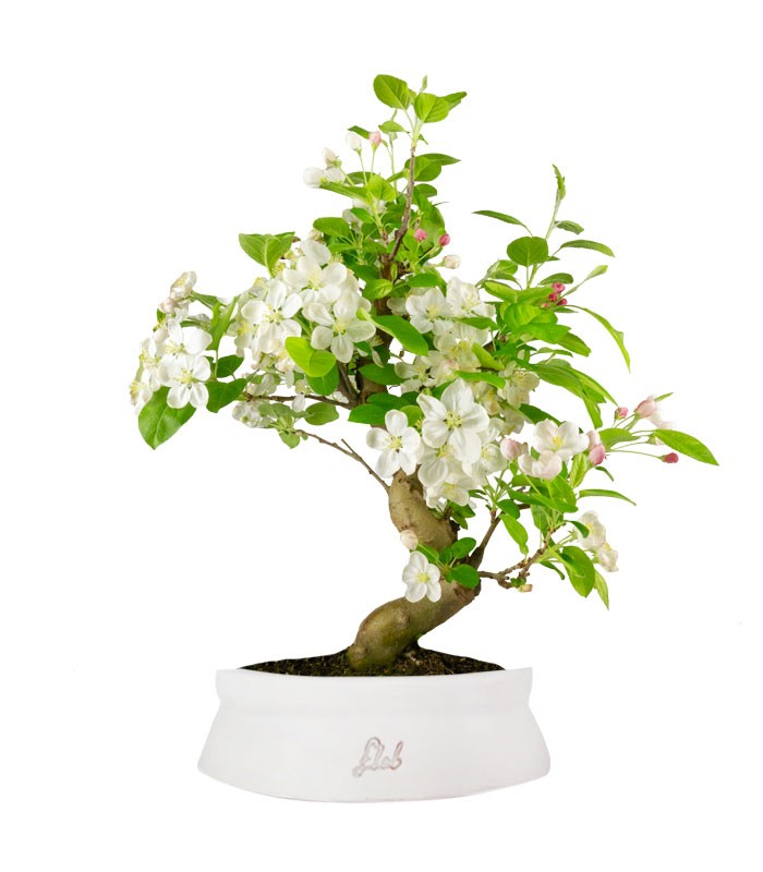 Melo bonsai | 12 anni