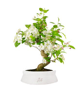 Melo bonsai | 12 anni