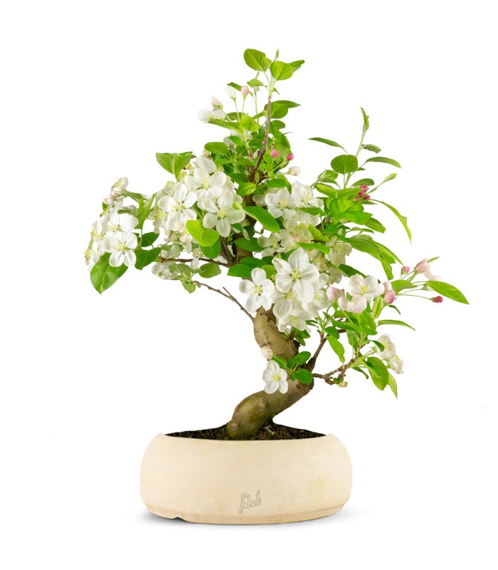 Melo bonsai | 12 anni