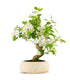Melo bonsai | 12 anni