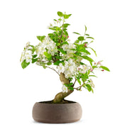 Melo bonsai | 12 anni