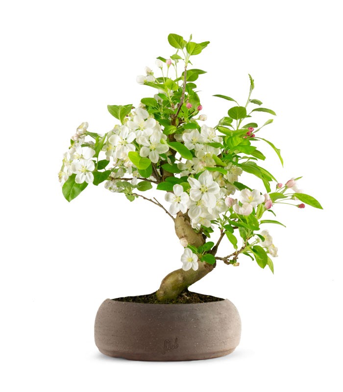 Melo bonsai | 12 anni