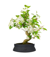 Melo bonsai | 12 anni