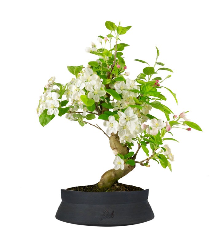 Melo bonsai | 12 anni