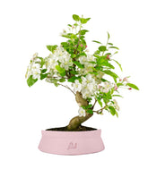 Melo bonsai | 12 anni