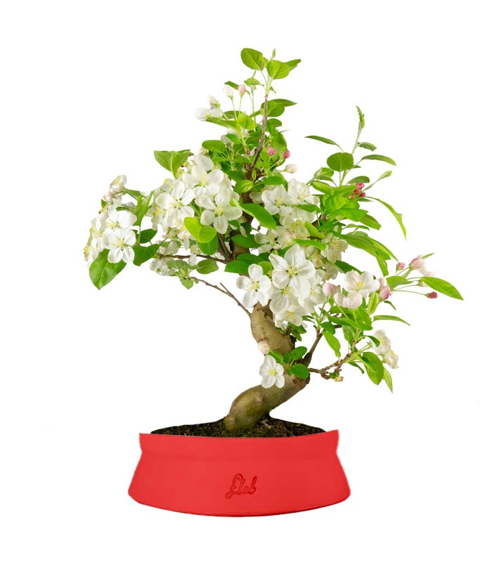 Melo bonsai | 12 anni